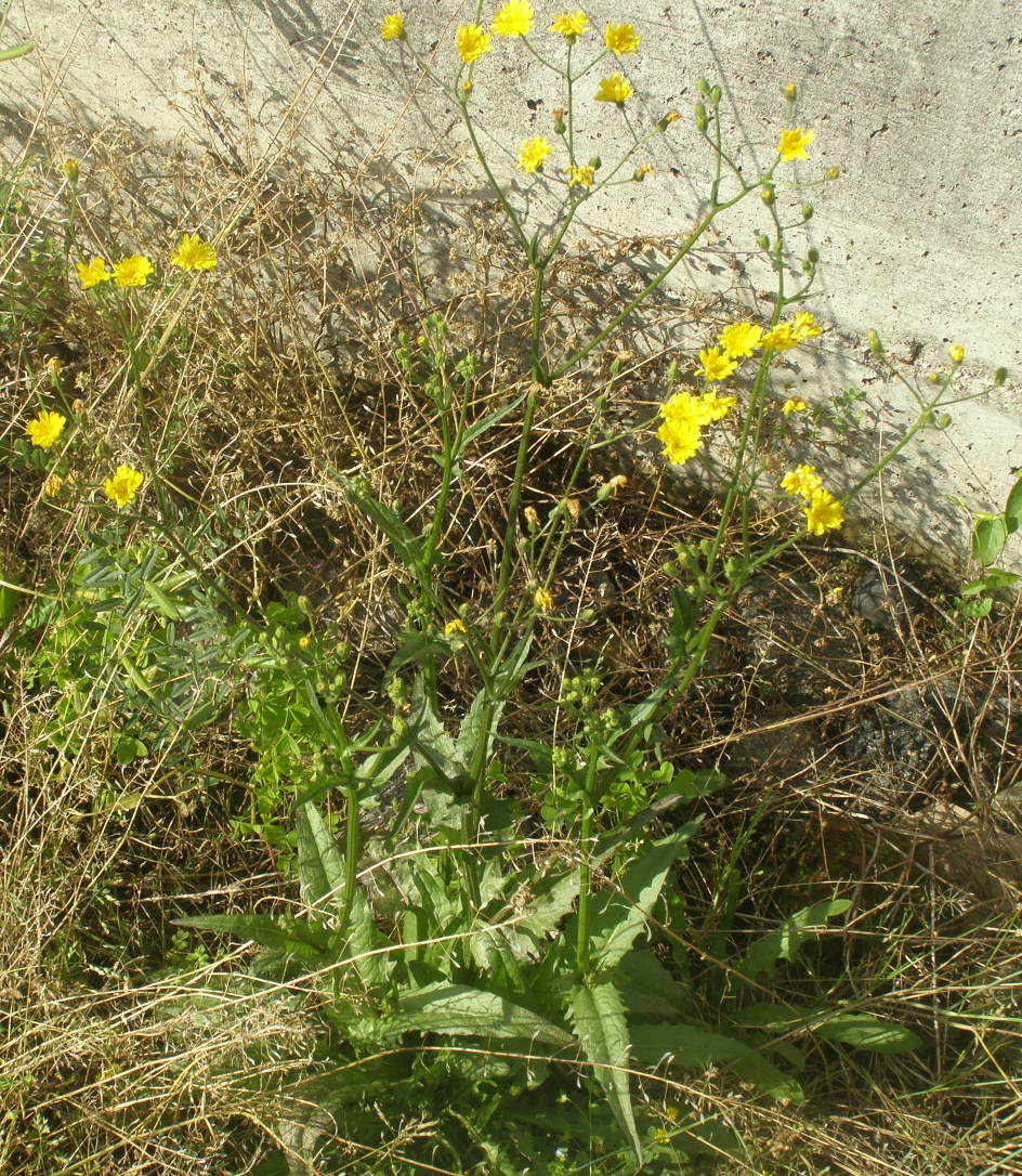 asteracea - Crepis sp.